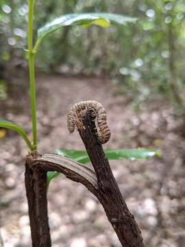 Image of <i>Arthrophaga myriapodina</i>