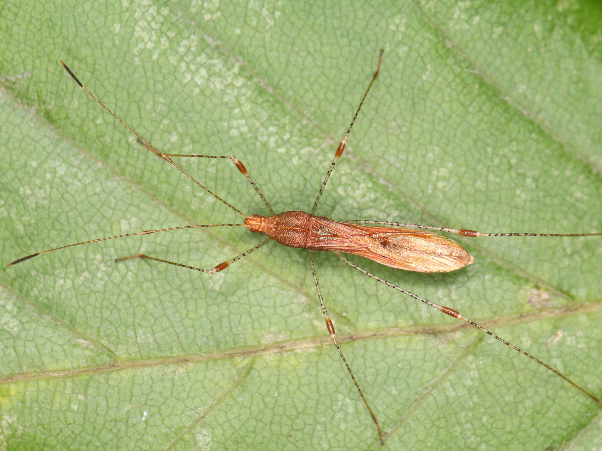 Image of Metatropis