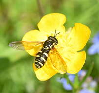 Image de Chrysotoxum elegans Loew 1841