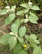 Image of potatotree