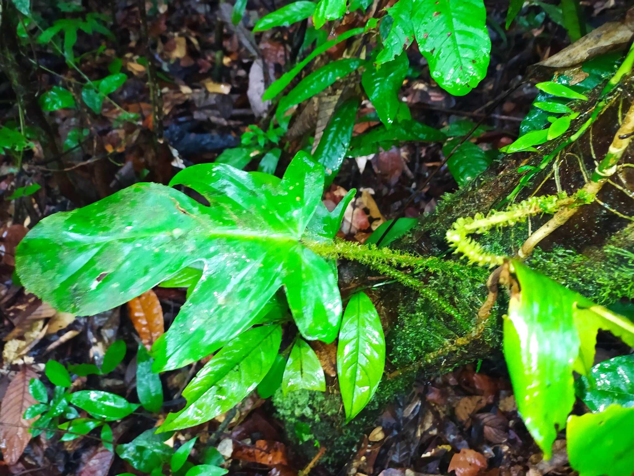 Image of Philodendron squamiferum Poepp.