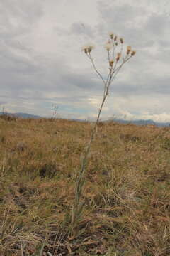 Слика од Cirsium coahuilense G. B. Ownbey & D. J. Pinkava