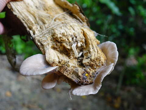 Image of Pleurotus parsonsiae G. Stev. 1964