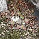 Image of Saxifraga corsica (Duby) Gren. & Godron