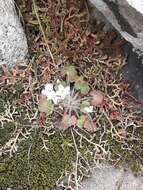 Image of Saxifraga corsica (Duby) Gren. & Godron