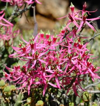 Image of Microloma calycinum E. Mey.