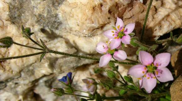 Слика од Rhodalsine geniculata (Poir.) F. N. Williams