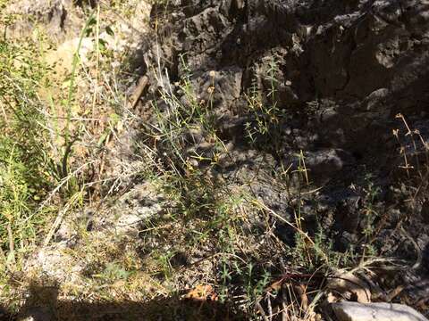 Image of limestone bedstraw