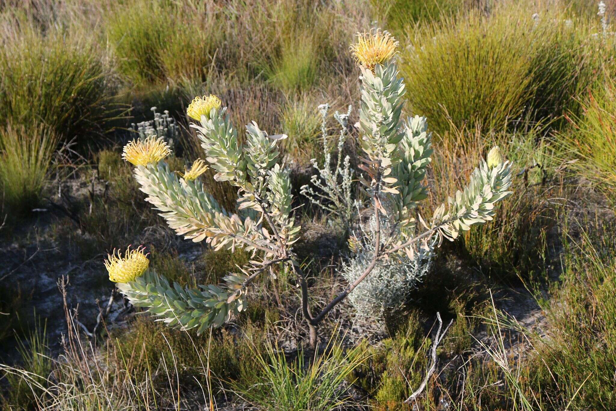 Image of Silver-leaf wheel pincushion