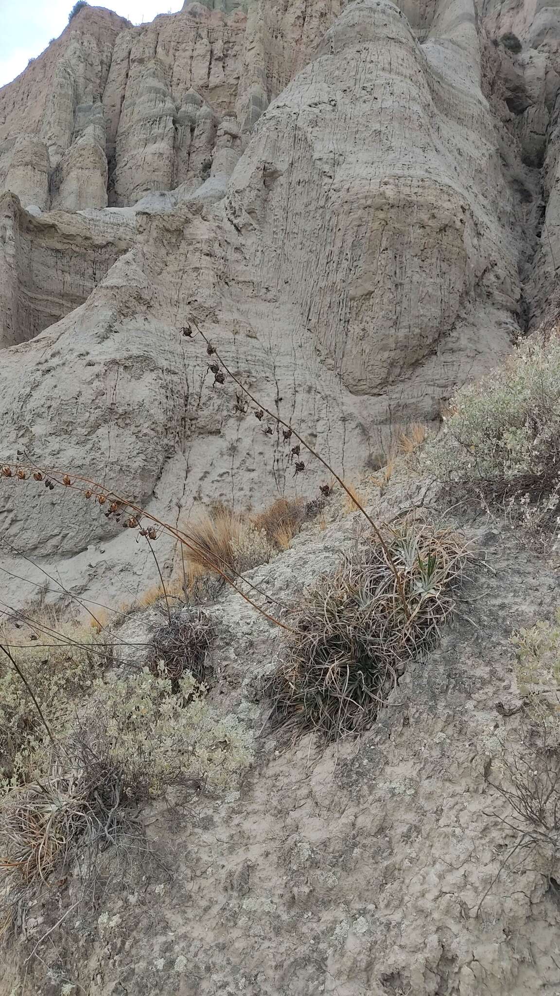 Imagem de Puya cochabambensis R. Vásquez & Ibisch