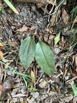 Image of Tainia elliptica Fukuy.