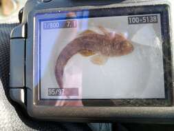 Image of Bass flathead