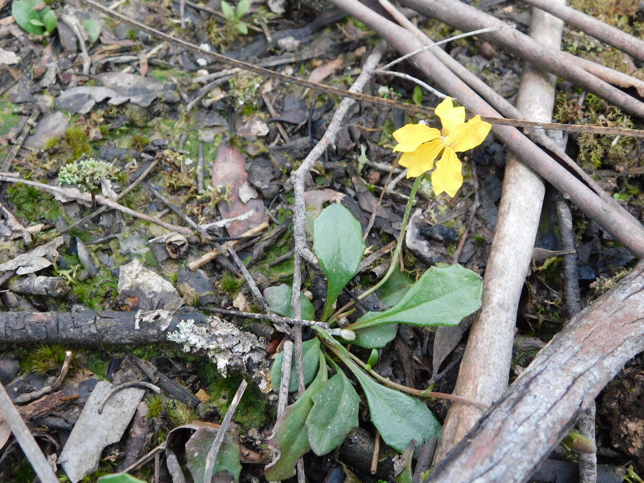 Image of Goodenia lanata R. Br.