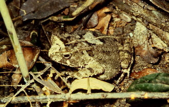 Image of Sclerophrys togoensis (Ahl 1924)