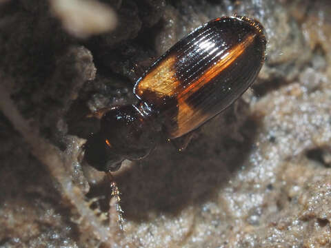 Image of Carabidae