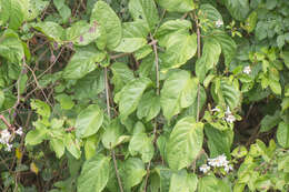 Image of Garlic-Scented Vine