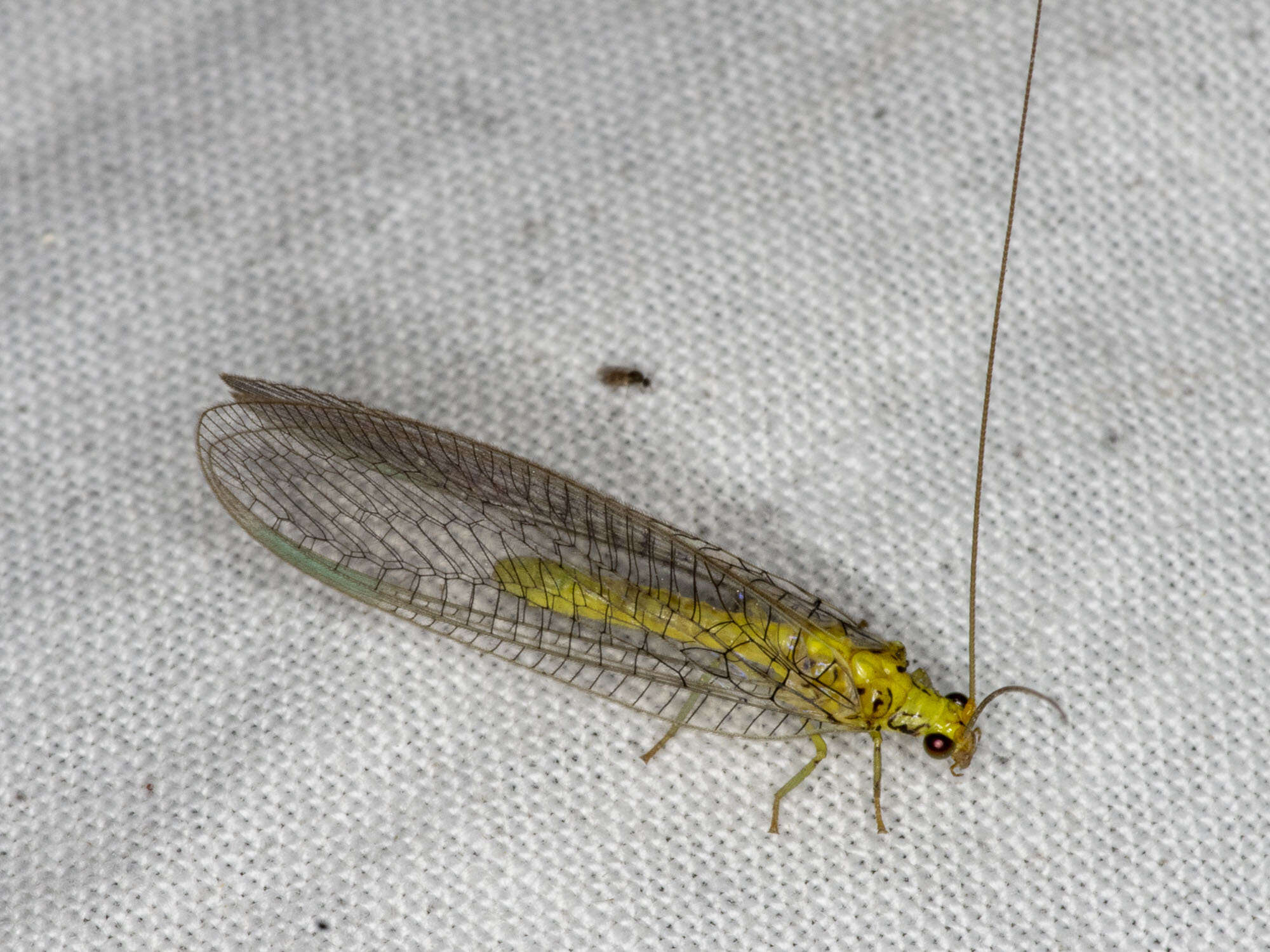 Image of Calochrysa