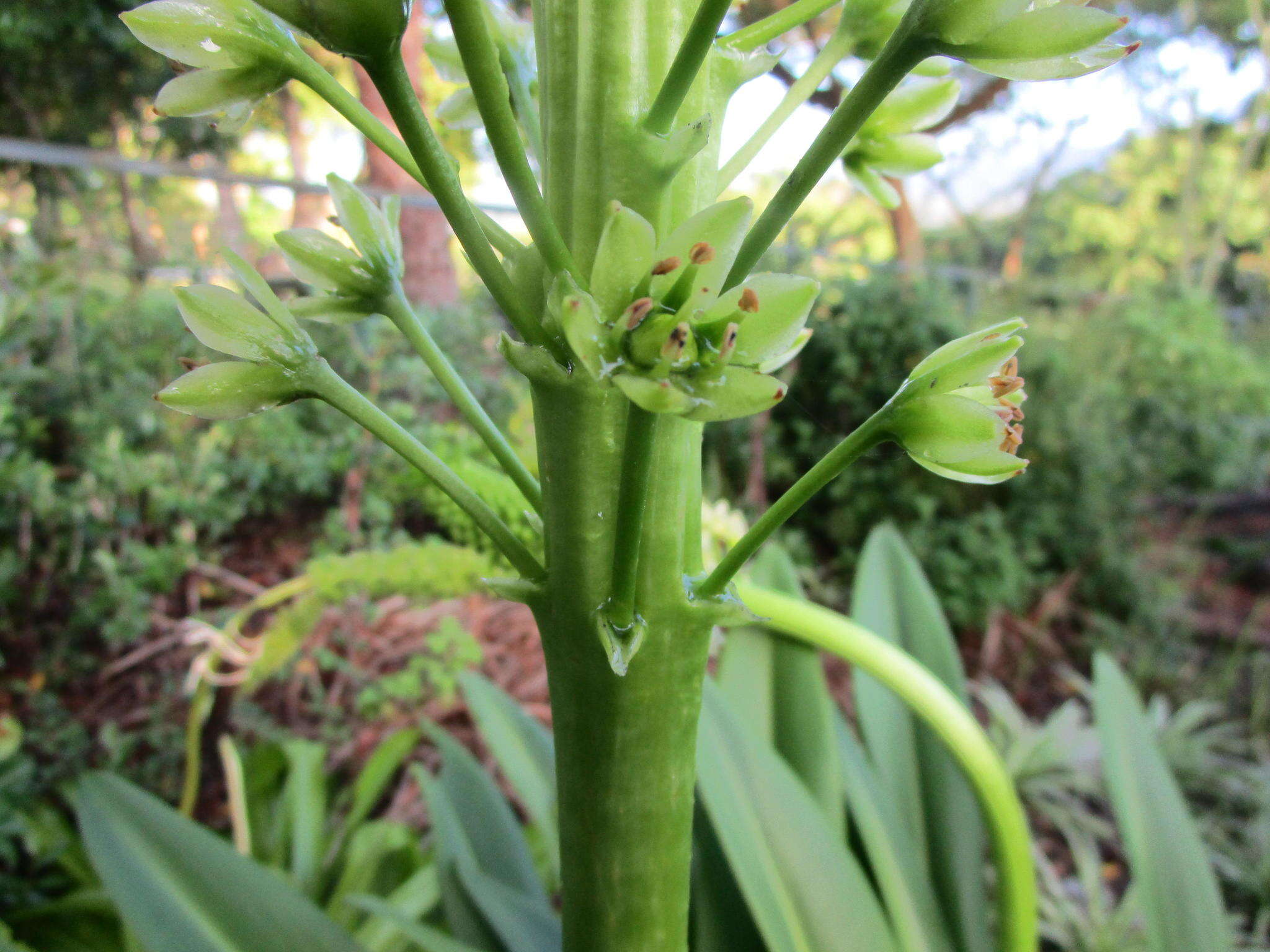 Imagem de Eucomis pallidiflora subsp. pallidiflora