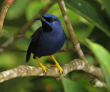 Image of Purple Honeycreeper