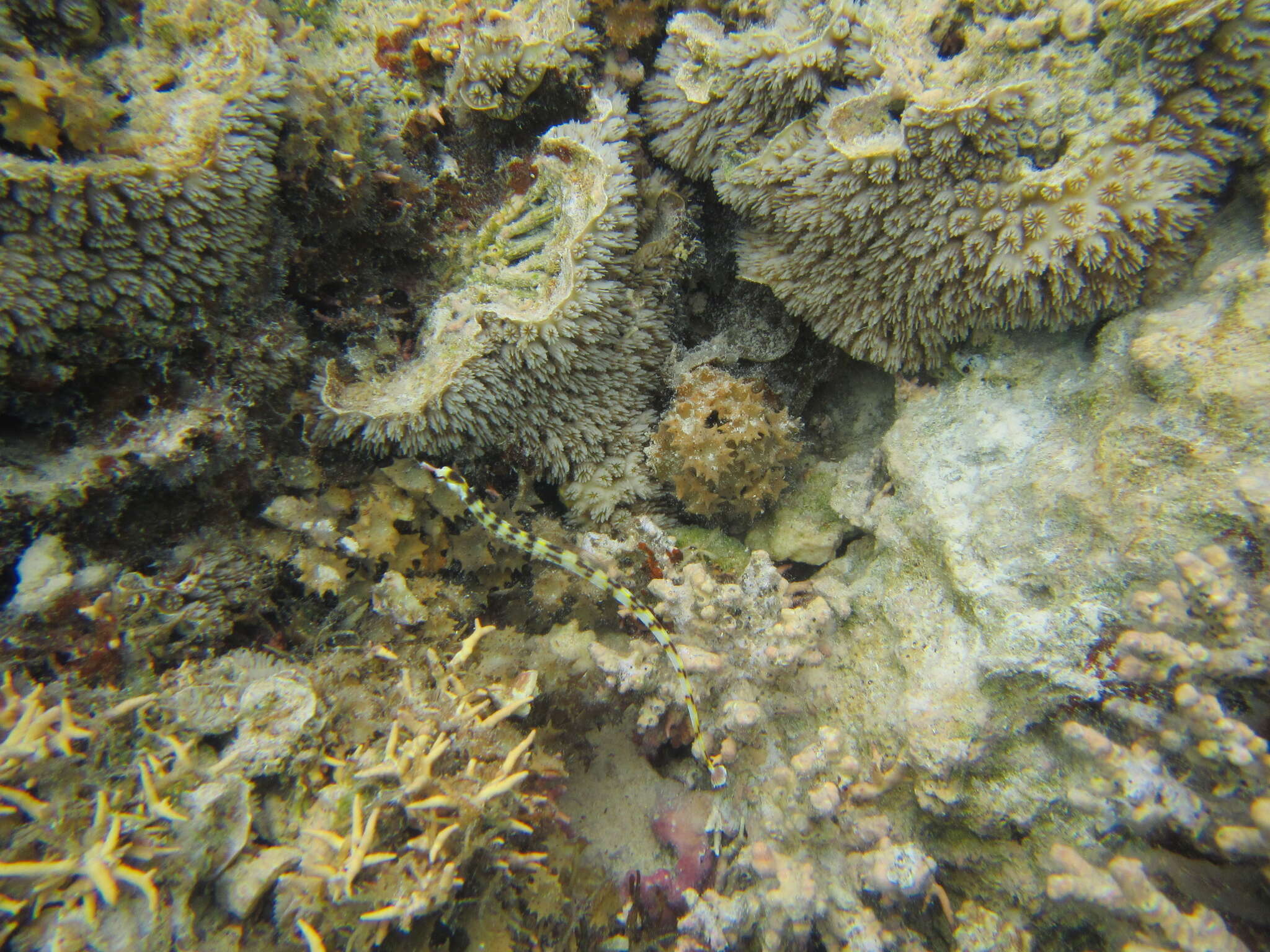 Image of Bloodspot pipefish