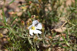 Image de Acmaeodera rubromaculata Lucas 1844