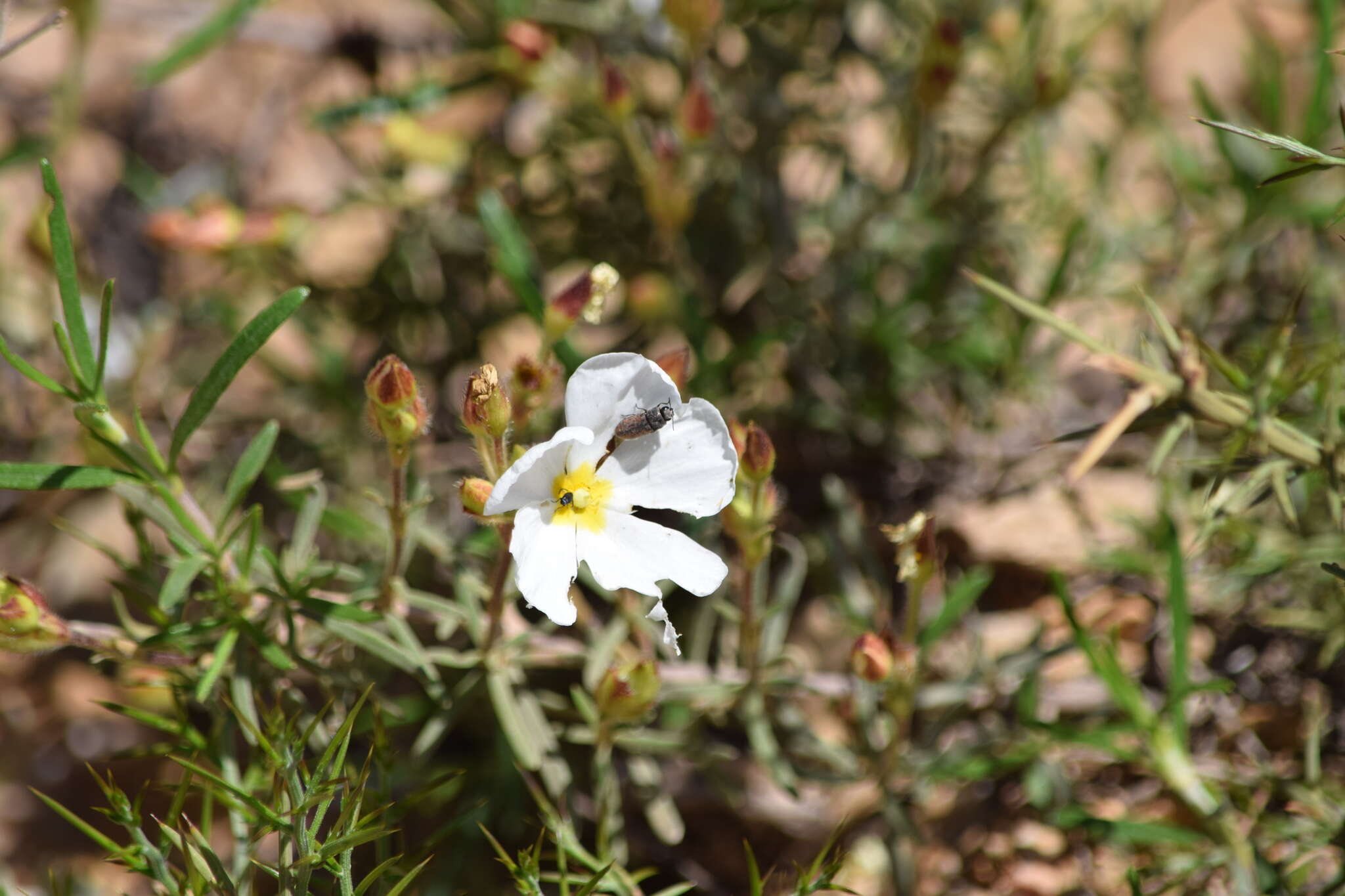 Image de Acmaeodera rubromaculata Lucas 1844