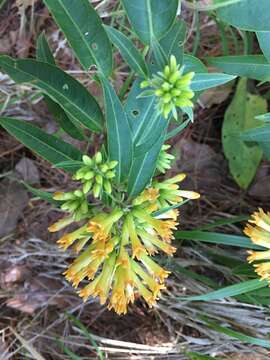 Image of Cestrum thyrsoideum Kunth