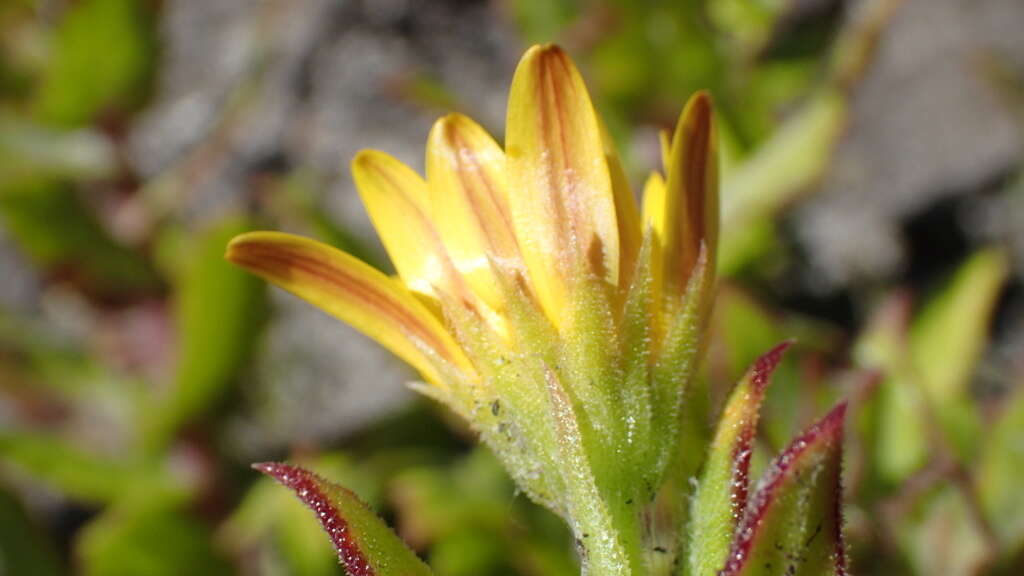 Image of Osteospermum ilicifolium L.