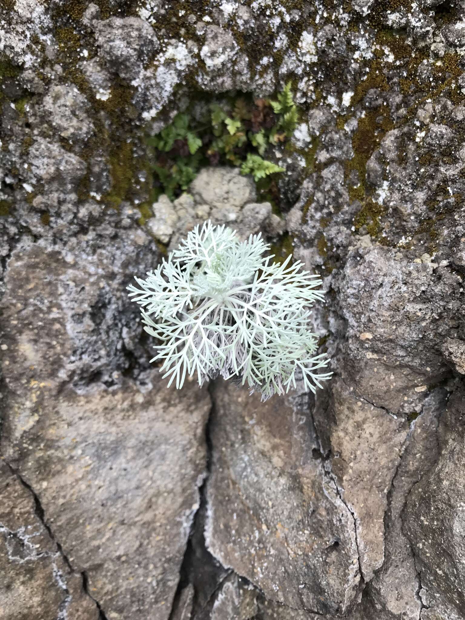 Imagem de Artemisia mauiensis (A. Gray) Skottsberg