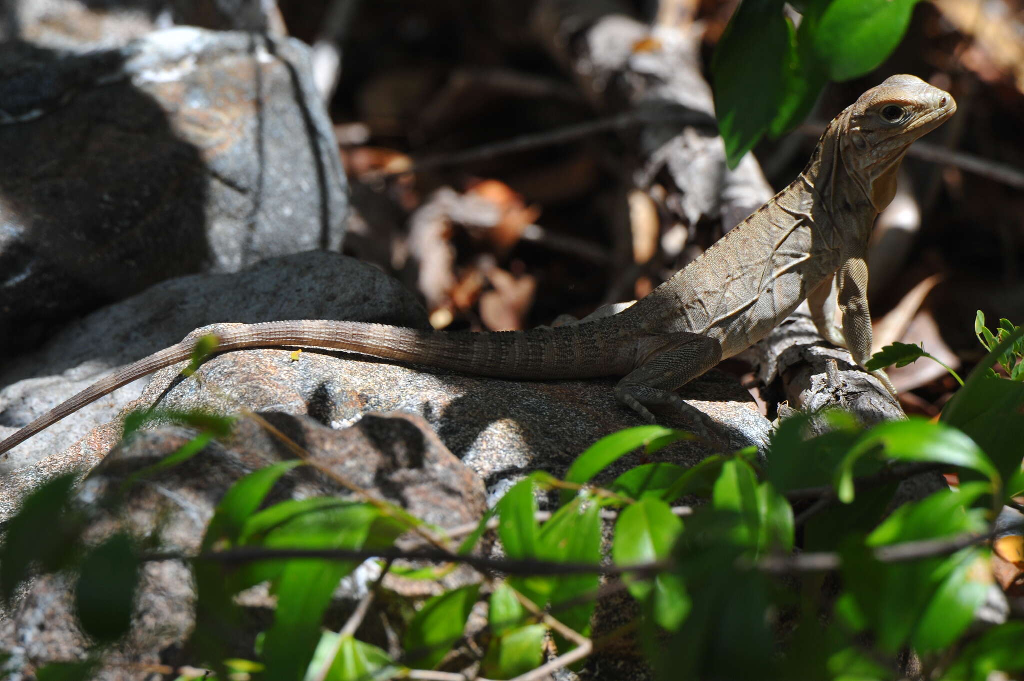 Image of Cayman Islands Ground Iguana