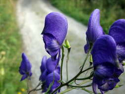 Слика од Aconitum degenii Gayer