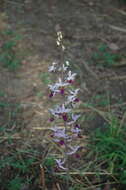 Image of Eulophia cristata (Afzel. ex Sw.) Steud.
