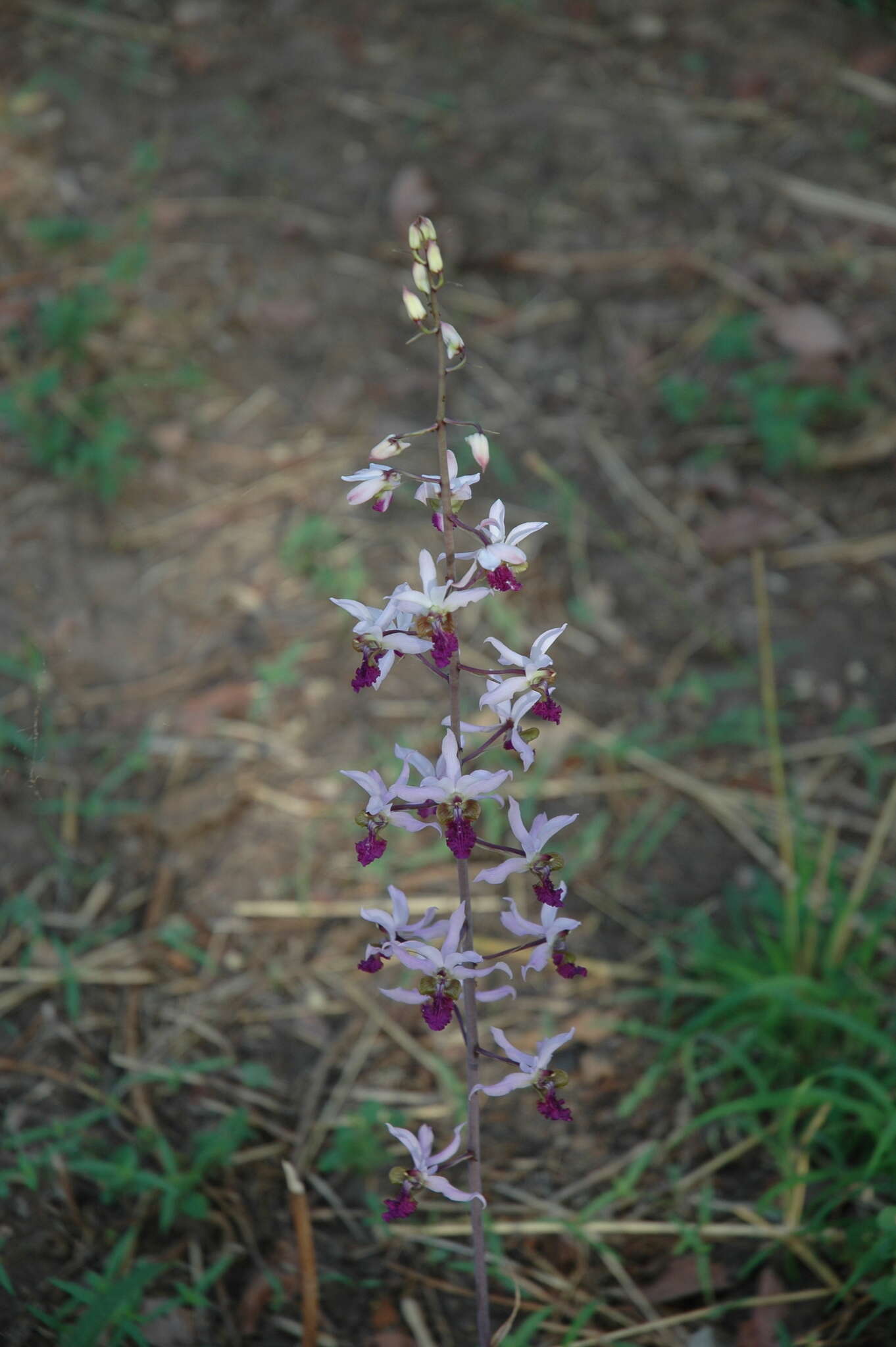 Image of Eulophia cristata (Afzel. ex Sw.) Steud.