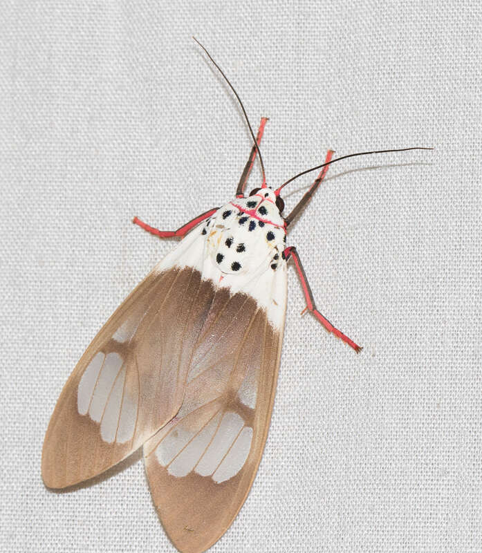 Image of Amerila crokeri MacLeay 1827