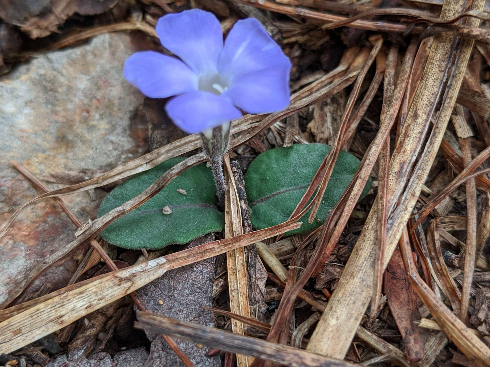 Sivun Brunoniella acaulis (R. Br.) Bremek. kuva