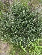 Image of Common veld heliotrope