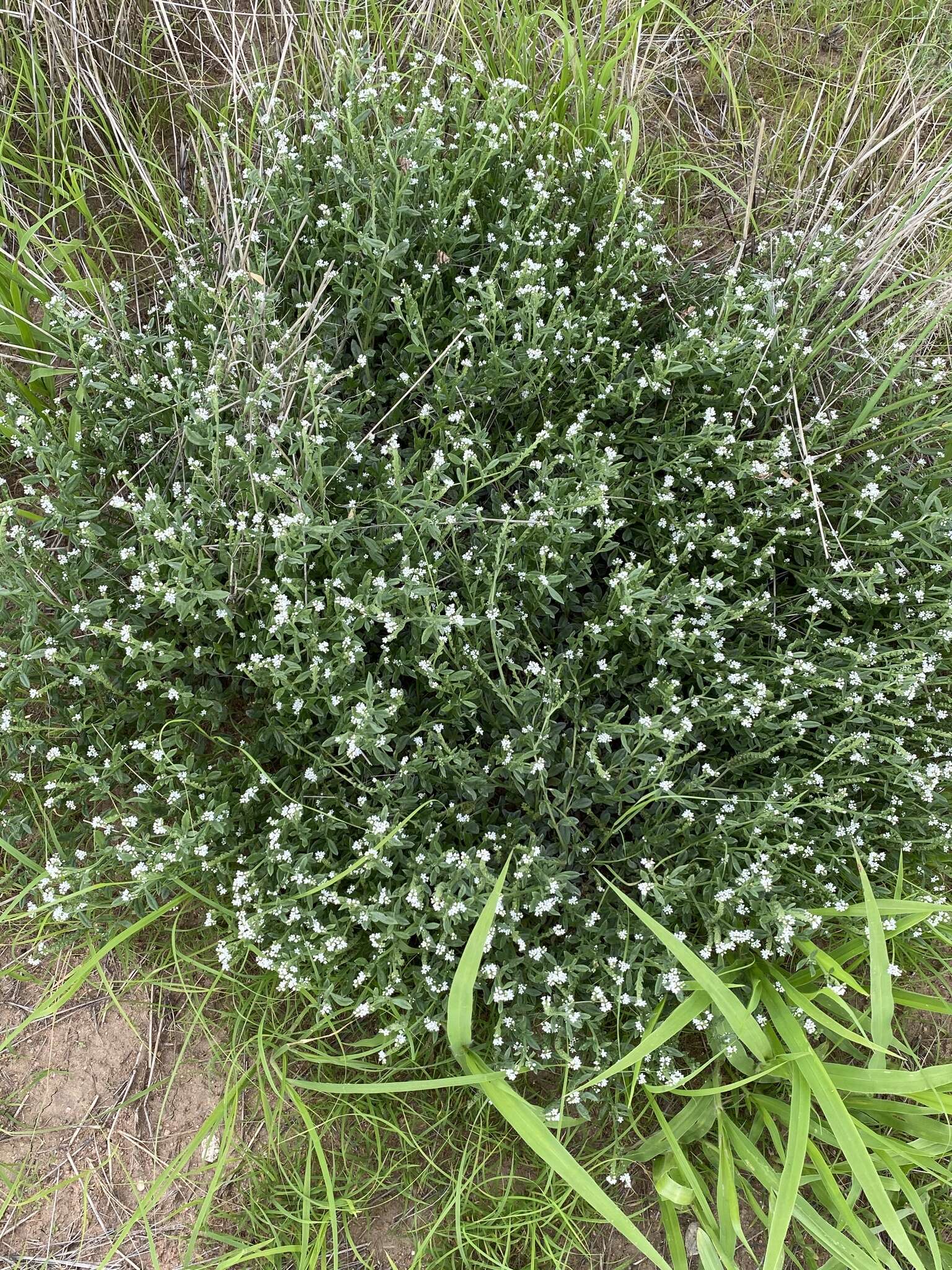 Image of Common veld heliotrope