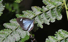 Image of Leptophobia caesia (Lucas 1852)