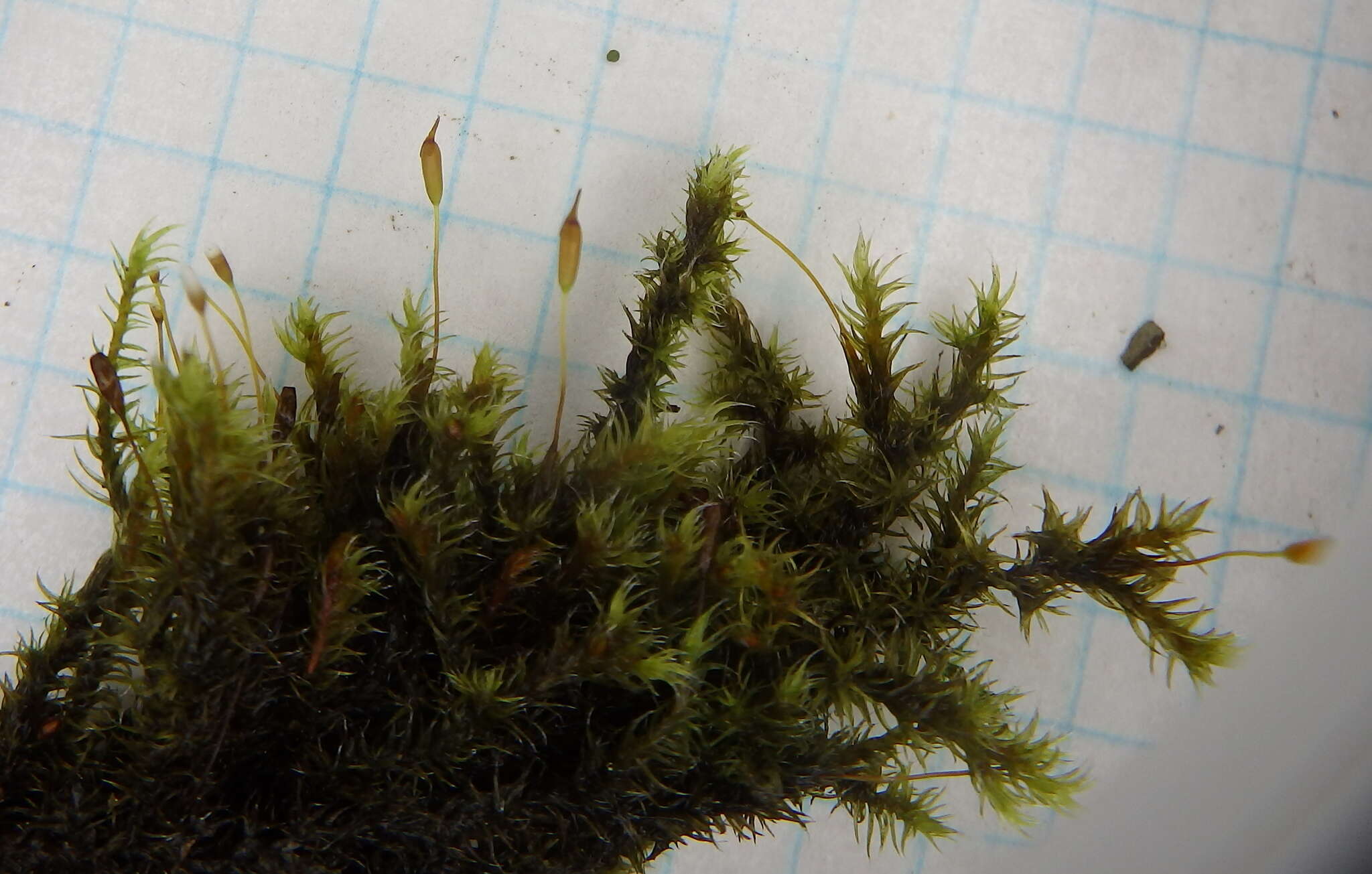 Image of racomitrium moss