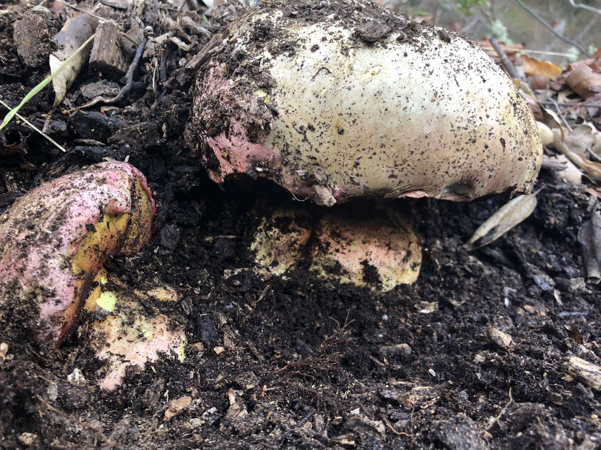 Image of Rubroboletus eastwoodiae (Murrill) Vasquez, Simonini, Svetasheva, Mikšík & Vizzini 2017