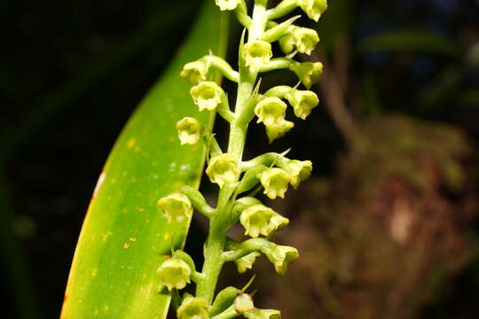 Image of Benthamia chlorantha (Spreng.) Garay & G. A. Romero