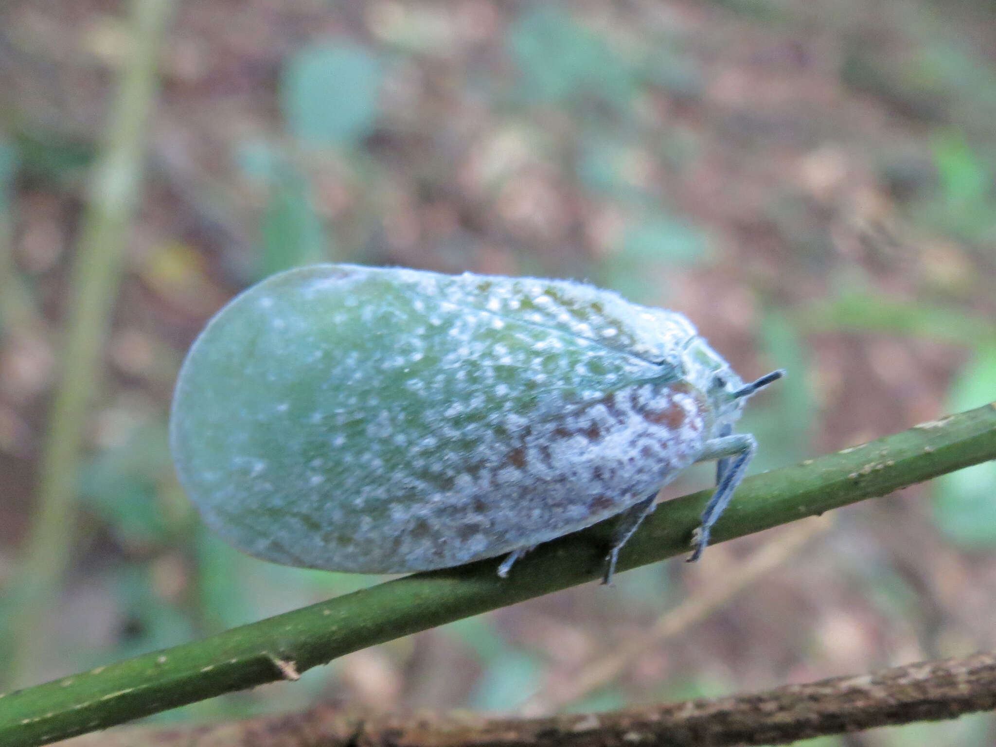 Image of Flatida tricolor (White 1846)