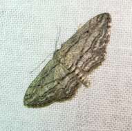 Imagem de Idaea calunetaria Staudinger 1859