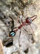 Image of Myrmecia regularis Crawley 1925