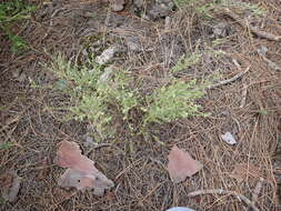 Image of Micromeria hyssopifolia Webb & Berthel.