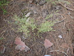 Plancia ëd Micromeria hyssopifolia Webb & Berthel.