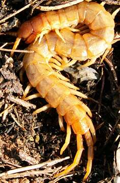 Image of Scolopendra cretica Lucas 1853