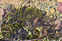 Image of New Mexican fontinalis moss