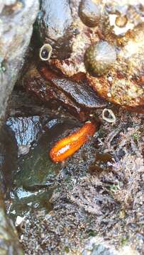 Image of Orange Sea Cucumber