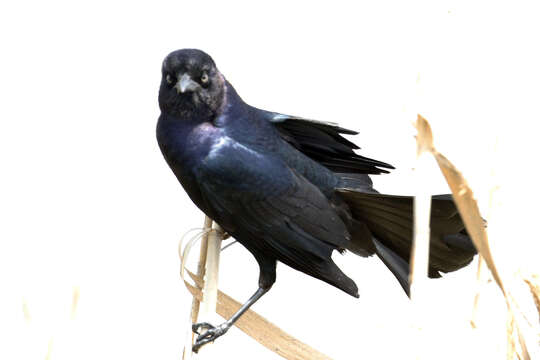 Image of Boat-tailed Grackle